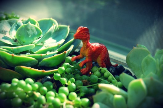 tyke succulents11 sparrow soirees