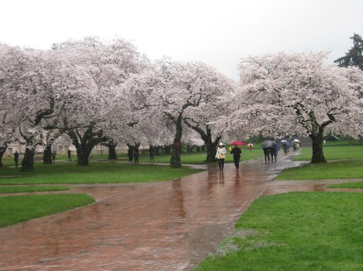 uw cherry blossoms